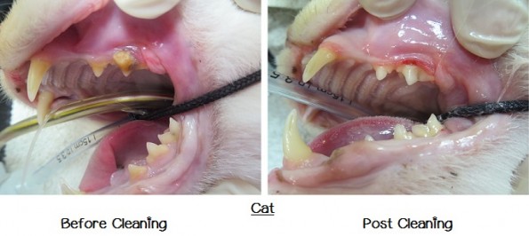 Dentistry4