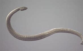 Hookworm